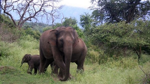 Elephant safari in Mudumalai National Park