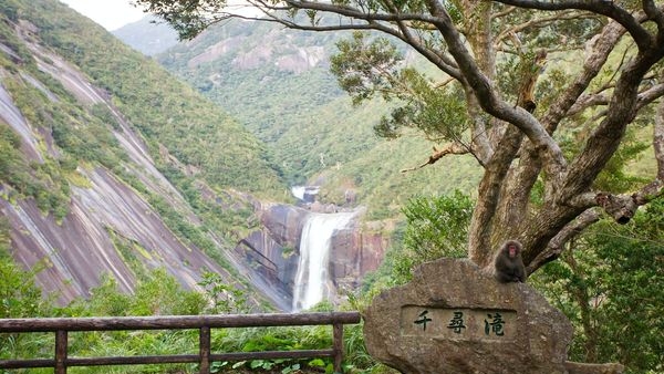 Ethereal view of Yakushimas rainforest