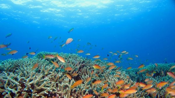 Exquisite coral reefs of Okinawa