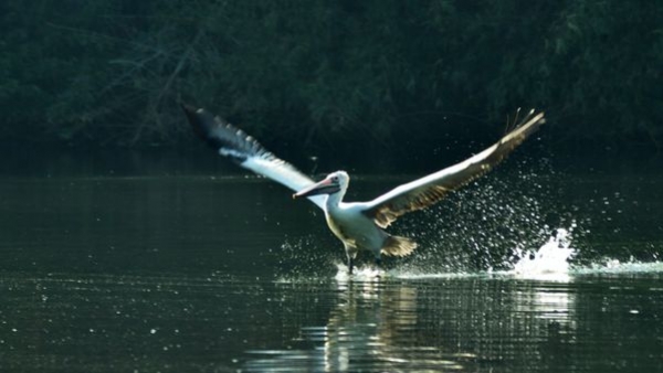 Image of Ranganathittu Bird Sanctuary entrance, welcoming visitors into the bird paradise