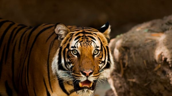 images of wild animals in Anamalai Tiger Reserve