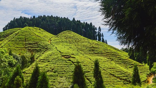 Picturesque panorama of Darjeelings tea gardens Picturesque panorama of Darjeelings tea gardens