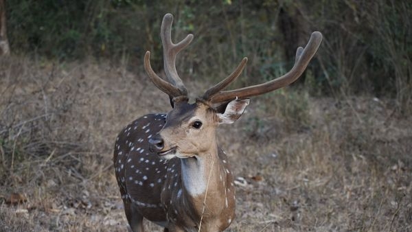 scenic beauty of Bandipur National Park