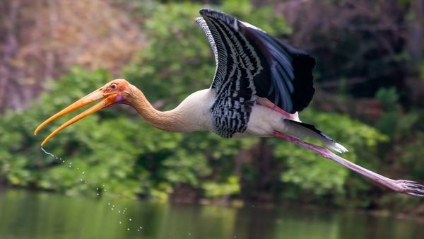 Scenic view of Ranganathittu Bird Sanctuary near Bangalore