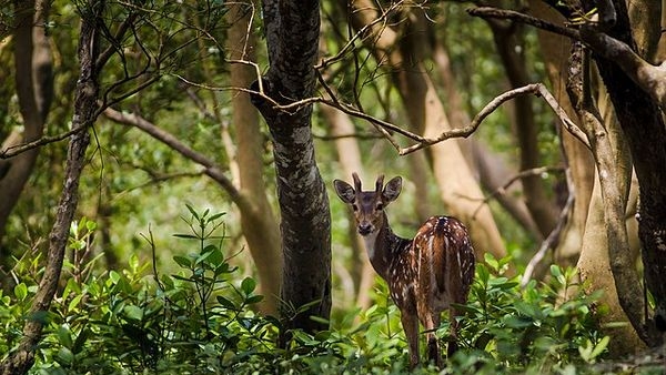 The mangrove forest of Sunderbans, West Bengal