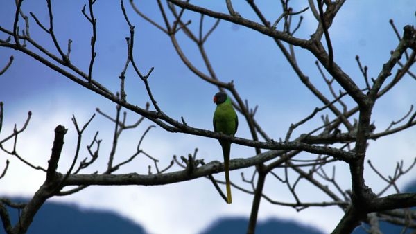 View of Binsar wildlife sanctuary in Ranikhet, home to varied species View of Binsar wildlife sanctuary in Ranikhet, home to varied species