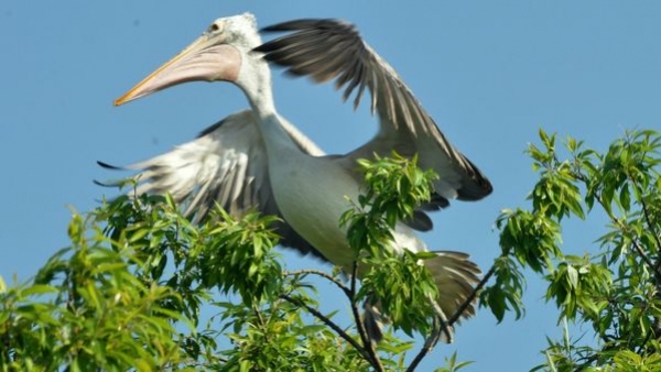 Visitors enjoying a thrilling boat ride across the River Kaveri, amidst the natural beauty of the bird sanctuary