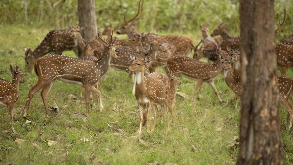 Wildlife in Nagarhole National Park