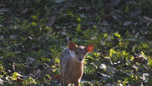 A glimpse of diverse wildlife species at Kaziranga National Park A glimpse of diverse wildlife species at Kaziranga National Park