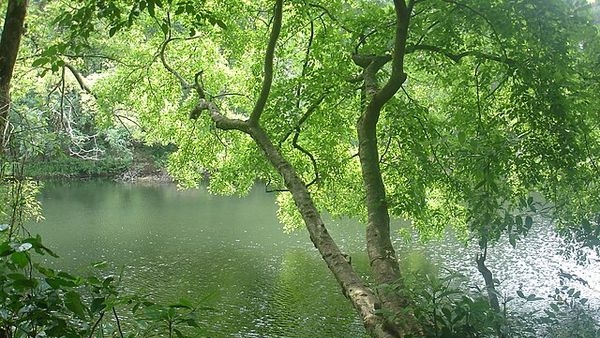 A Green Haven: Silent Valley’s Incomparable Ecological Splendor A Green Haven: Silent Valley’s Incomparable Ecological Splendor