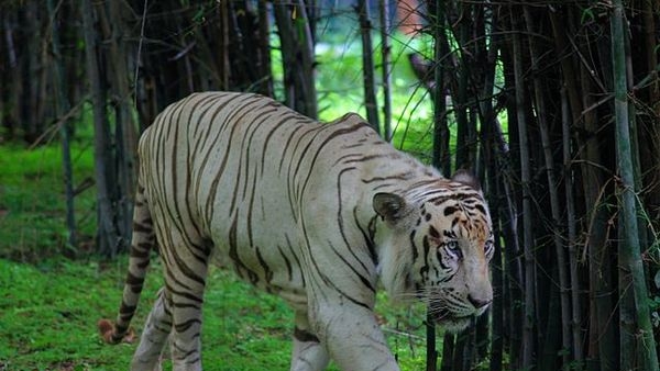 A group of animals in Bannerghatta Zoo A group of animals in Bannerghatta Zoo