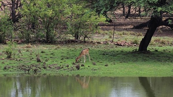 Alt_text: Wildlife in Van Vihar National Park in Bhopal Alt_text: Wildlife in Van Vihar National Park in Bhopal