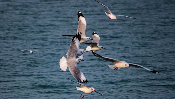 An overhead view of the beautiful Chilika Lake An overhead view of the beautiful Chilika Lake