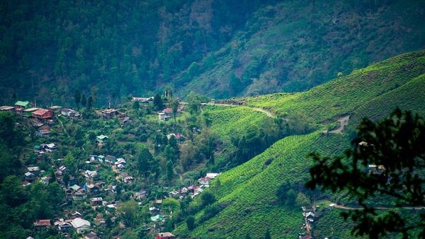 Breathtaking view of green tea gardens in Darjeeling with Kanchenjunga peak in the background Breathtaking view of green tea gardens in Darjeeling with Kanchenjunga peak in the background