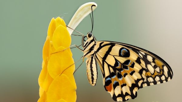 Butterfly Park within Bannerghatta National Park in India Butterfly Park within Bannerghatta National Park in India