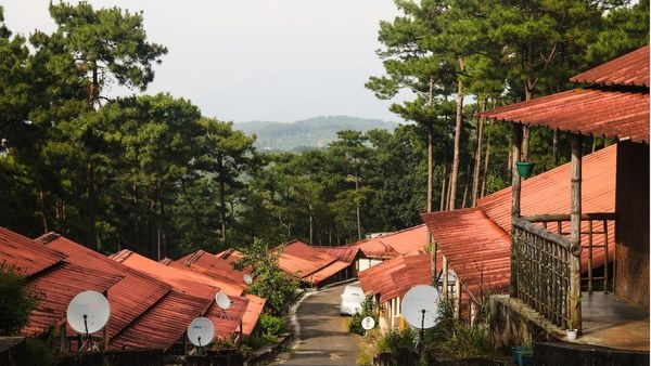 Gorgeous view of cherry blossom trees in Shillong Gorgeous view of cherry blossom trees in Shillong