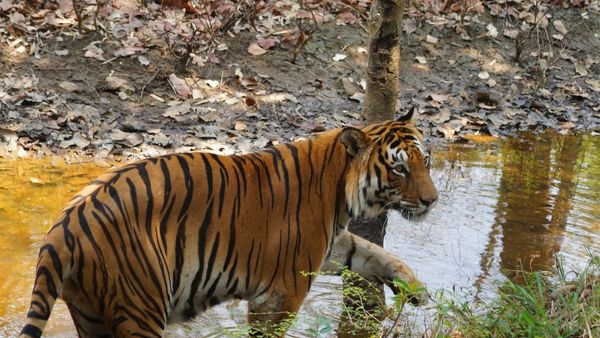 Image of the diverse wildlife at Bannerghatta National Park