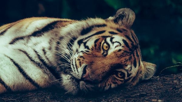 Majestic Bengal Tigers in Their Natural Habitat Majestic Bengal Tigers in Their Natural Habitat