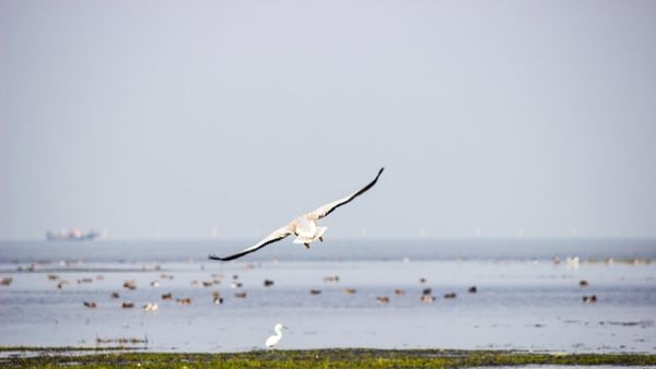 Migratory birds and Dolphins at Chilika Lake Migratory birds and Dolphins at Chilika Lake