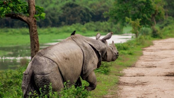 One-horned rhinoceros grazing at Kaziranga National Park One-horned rhinoceros grazing at Kaziranga National Park