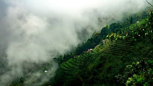 Strolling through the verdant hills of Darjeelings tea estates