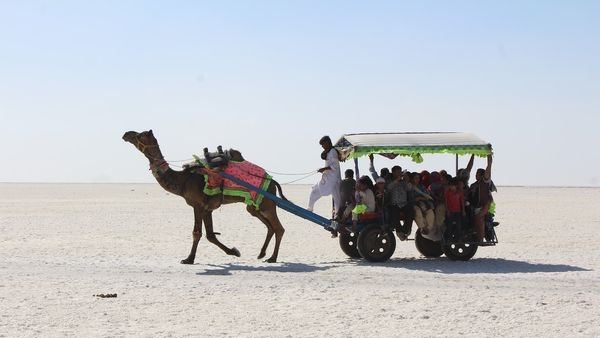 The diverse wildlife of Kutch offering an exciting exploration opportunity The diverse wildlife of Kutch offering an exciting exploration opportunity