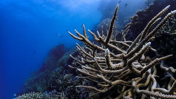 The Great Barrier Reef, Australias underwater paradise The Great Barrier Reef, Australias underwater paradise