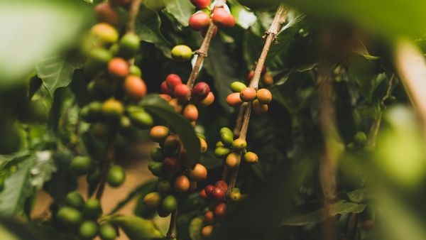 Coffee plantation in Shivamogga Coffee plantation in Shivamogga