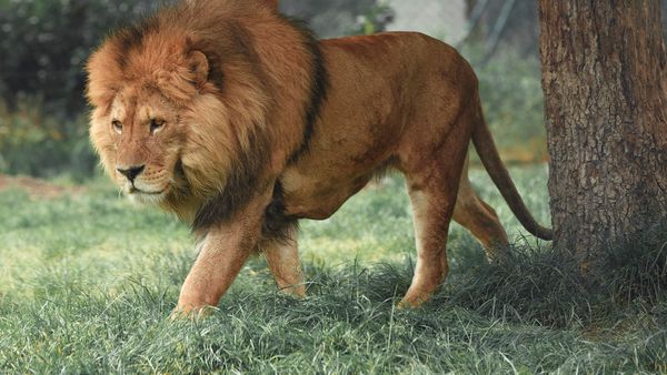 Lion safari in West Bengals North Bengal Animals Park Lion safari in West Bengals North Bengal Animals Park
