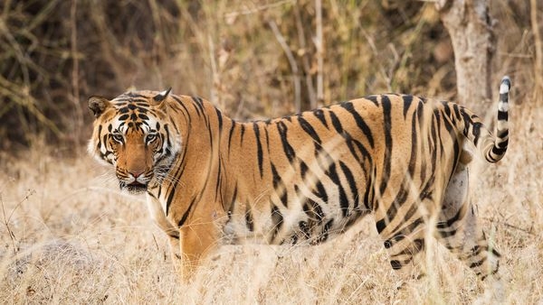 Dudhwa National Park reopening updates