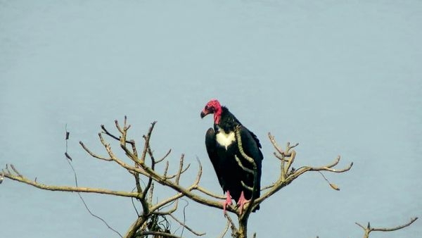 Dudhwa Tiger Reserves ranking in India
