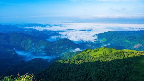 Vagamon Pine Forest in winter Vagamon Pine Forest in winter