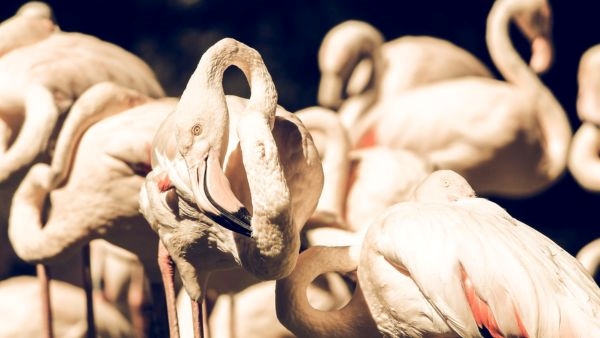Best Birdwatching Spots in India