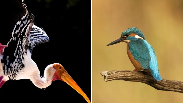 Best Birdwatching Spots in India
