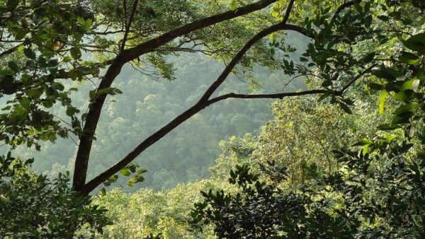  10 Captivating Facts of Sabarimala
