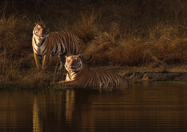 Winter safari in Bandhavgarh National Park Winter safari in Bandhavgarh National Park