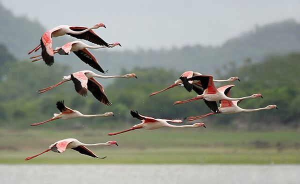Flora and fauna at Pocharam Wildlife Sanctuary Flora and fauna at Pocharam Wildlife Sanctuary