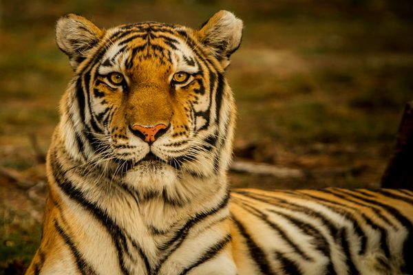 Sunderbans wildlife and mangroves Sunderbans wildlife and mangroves
