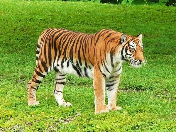 Royal Bengal Tiger in natural habitat Royal Bengal Tiger in natural habitat