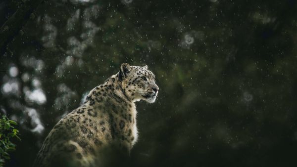 snow leopard Hemis National Park snow leopard Hemis National Park