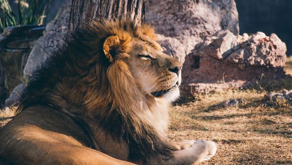 lion safari park rajkot lion safari park rajkot
