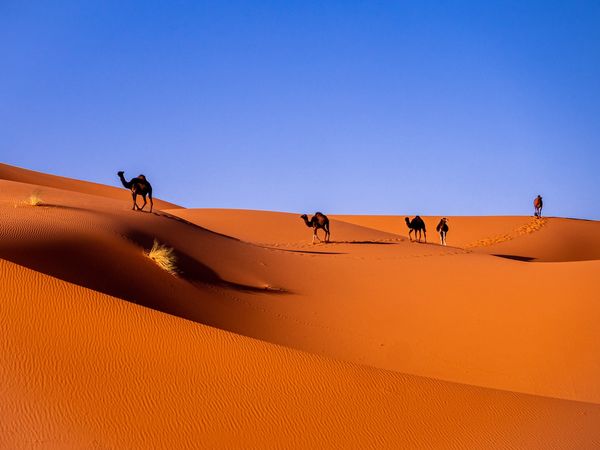 Sahara desert sunrise Sahara desert sunrise