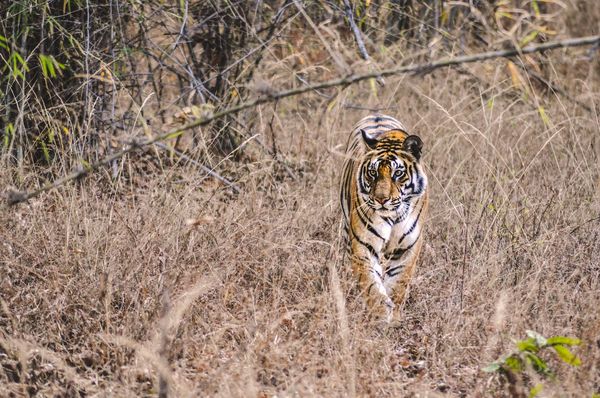 Bandhavgarh National Park Safari