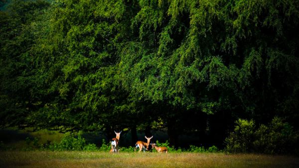 First Gyrocopter Safari in India