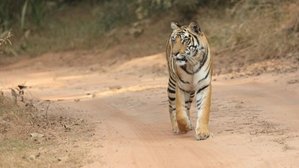 First Gyrocopter Safari in India