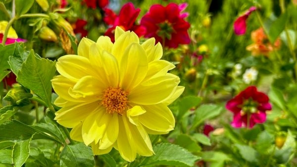 Shalimar Bagh: A Famous Mughal Garden Shalimar Bagh: A Famous Mughal Garden