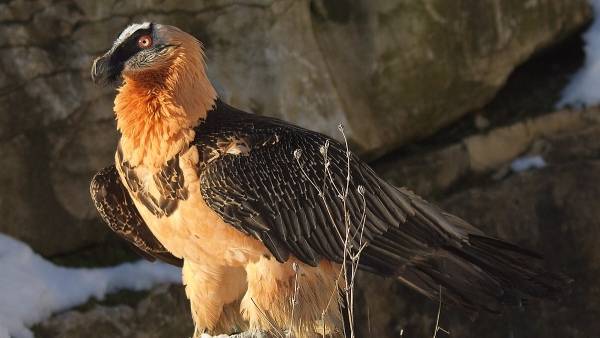 Deadliest Birds That Eat Snakes, Rabbits, Baby Crocodiles, etc ...