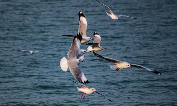 Chilika Lake Dolphins and Bird Watching Chilika Lake Dolphins and Bird Watching