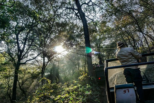 Ranthambore National Park wildlife Ranthambore National Park wildlife