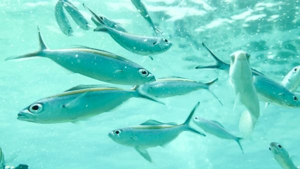 Lakshadweep Travel Guide 2024 Lakshadweep Travel Guide 2024
